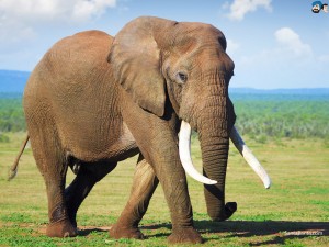 elephants 9